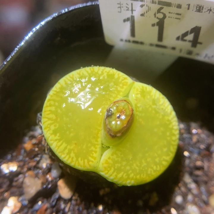 精品生石花26.114绿光阳