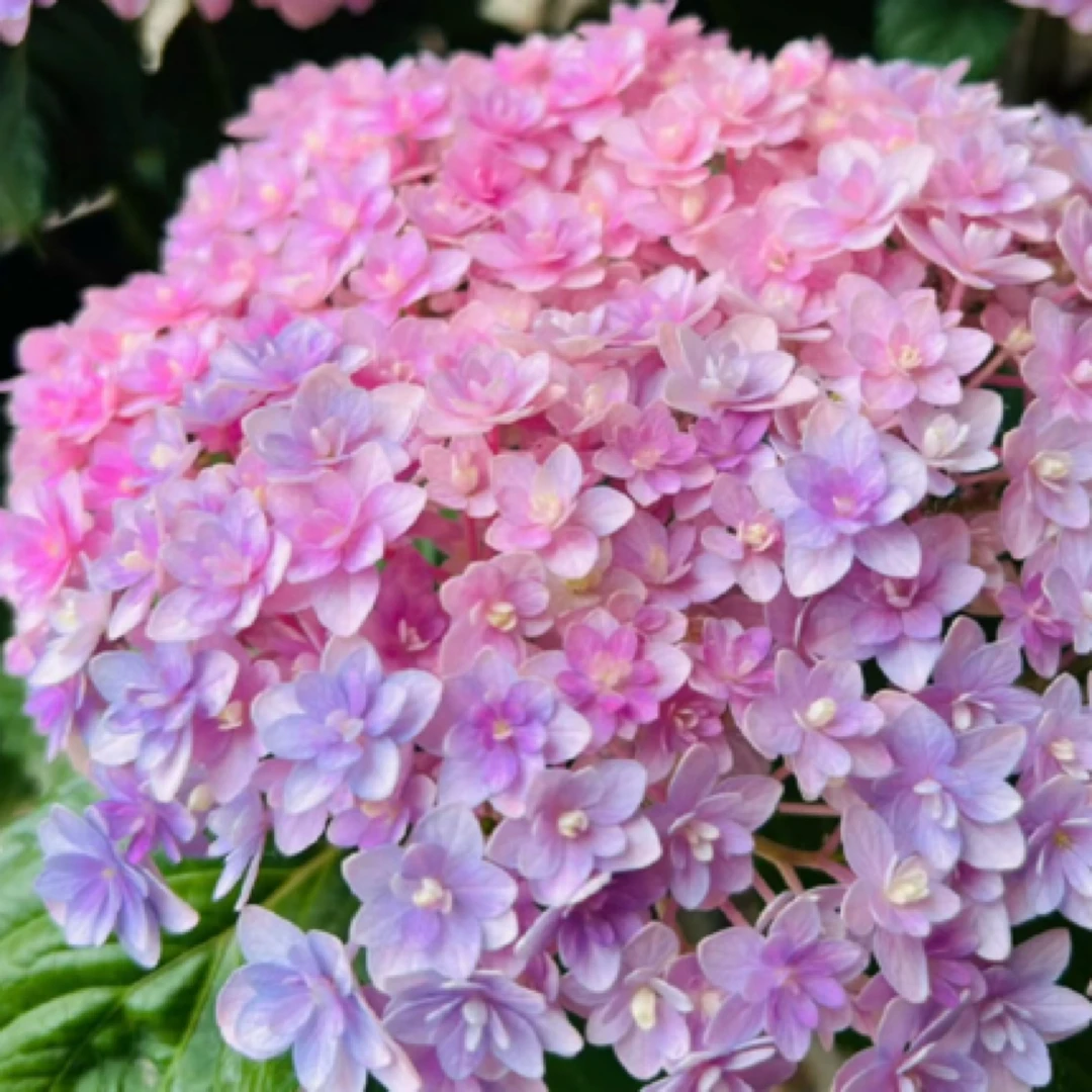 《花手鞠》露天绣球盆栽耐热耐寒《已发货不支持退款或拒收》