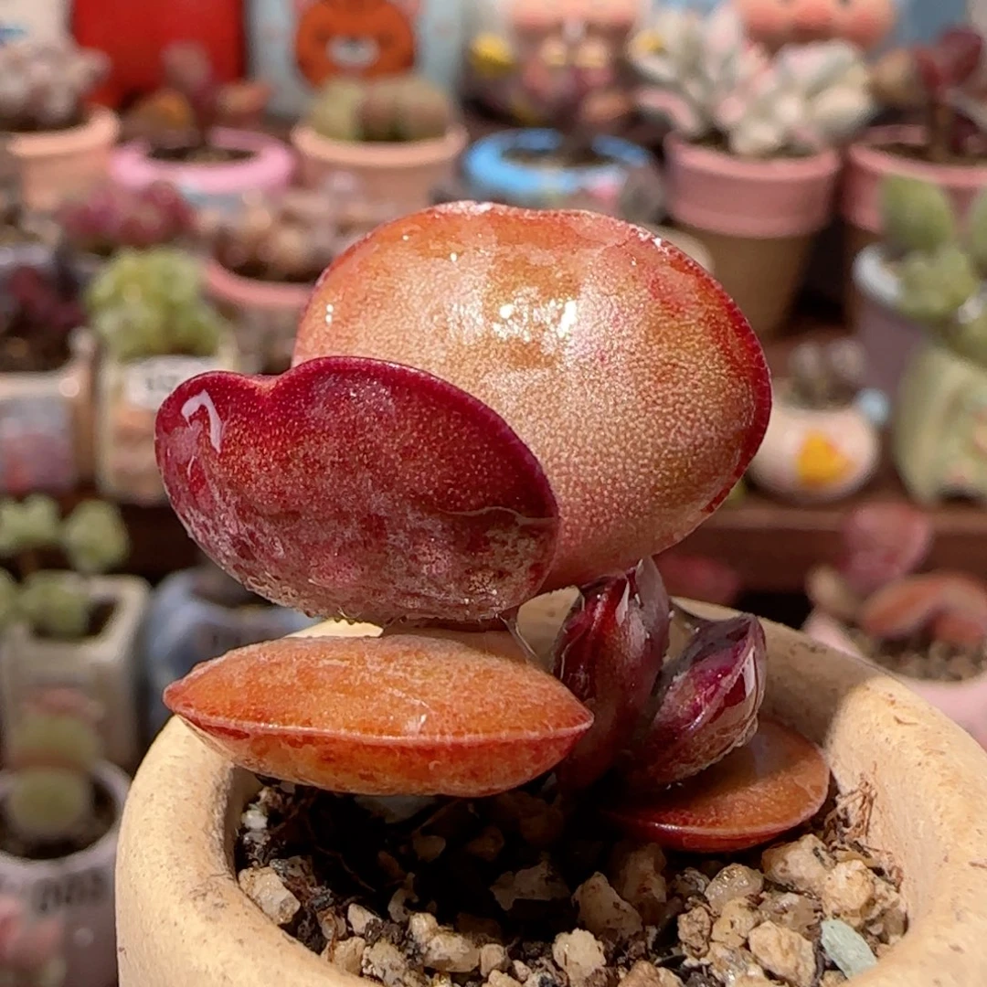 T三折叠爱心盆口2.5cm