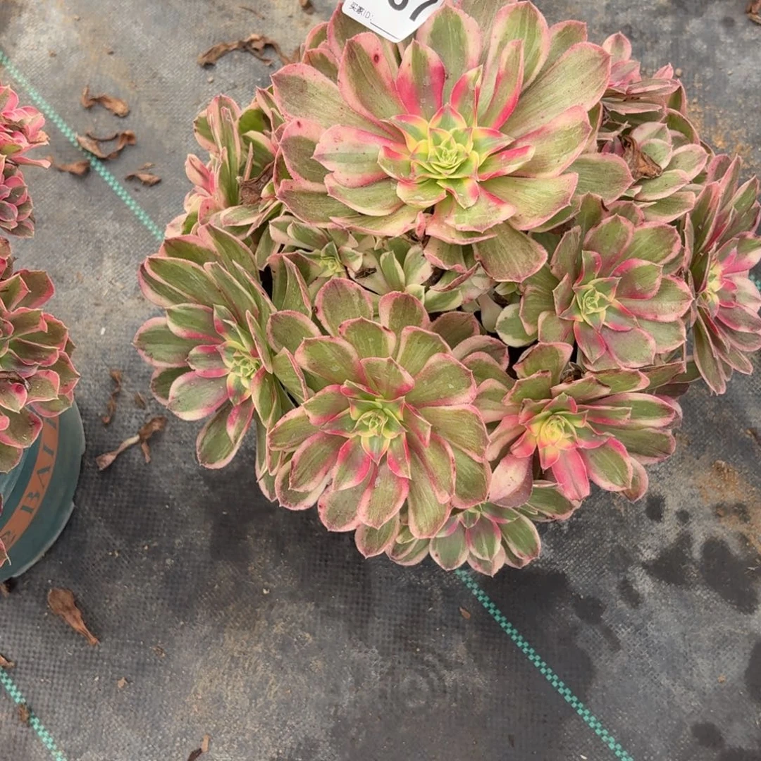 667大西施服务肉植物发货