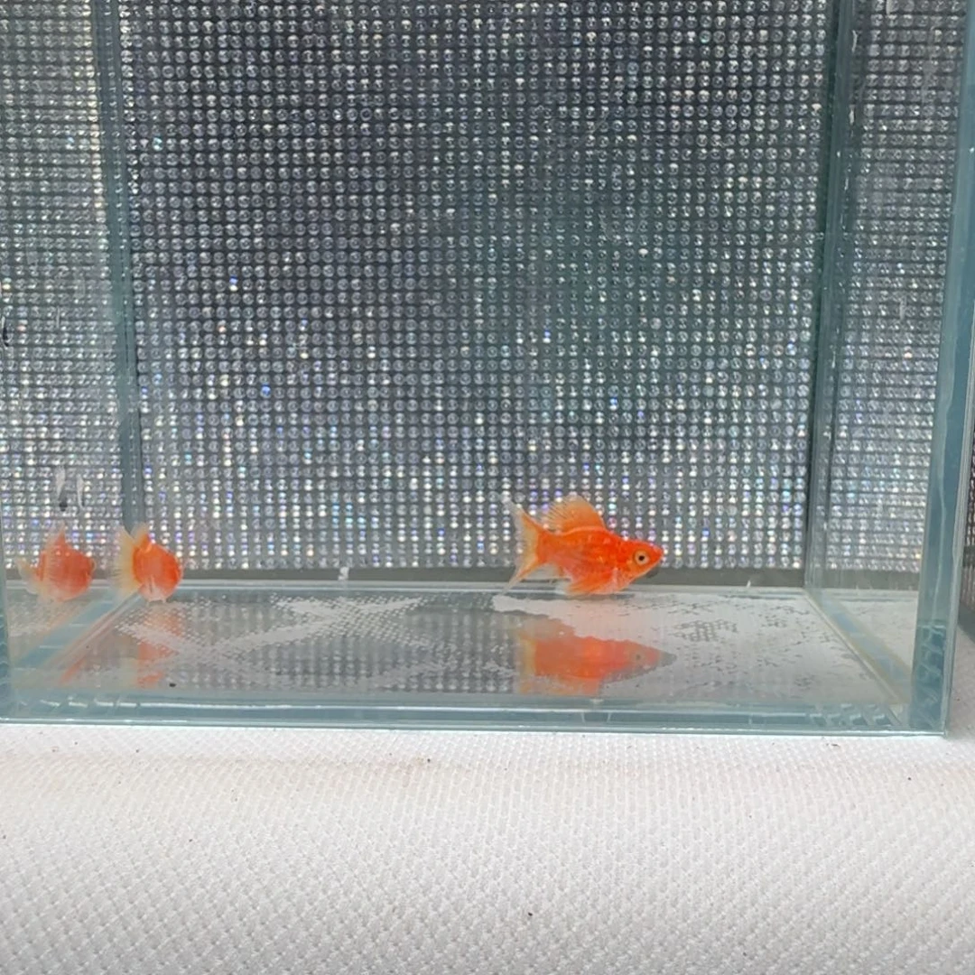 黑玛丽鱼07 黄金。