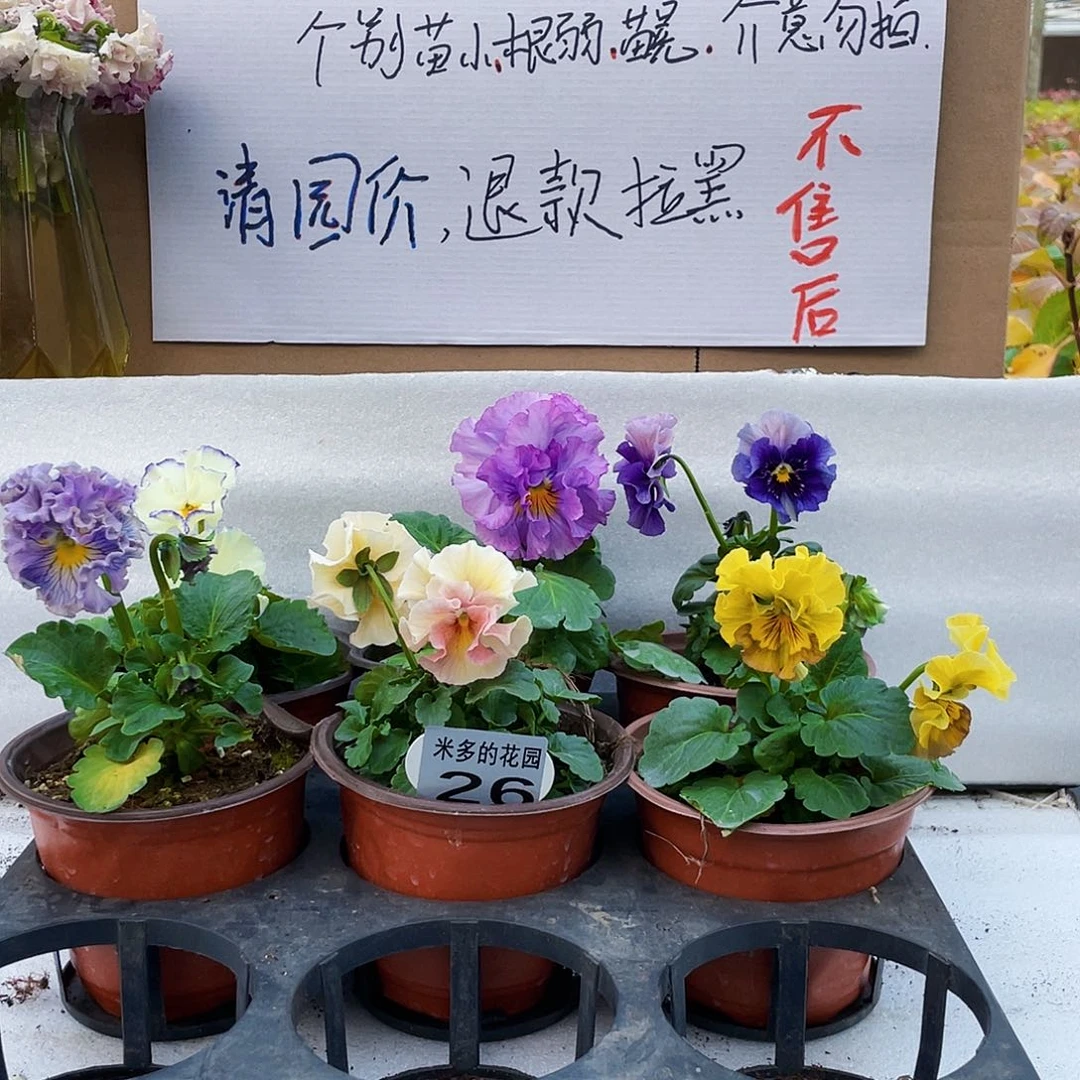 大部分花苞少量开放26