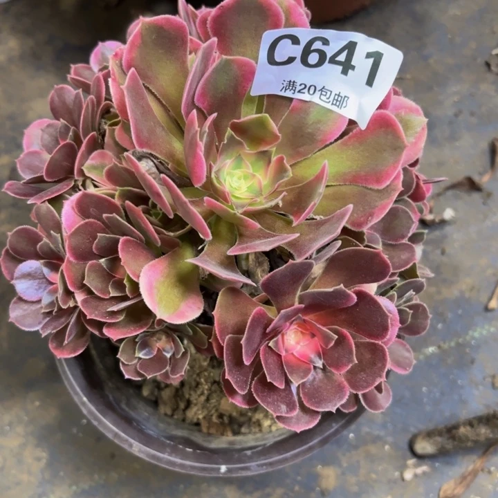 瑞妈多肉园艺641.香妃