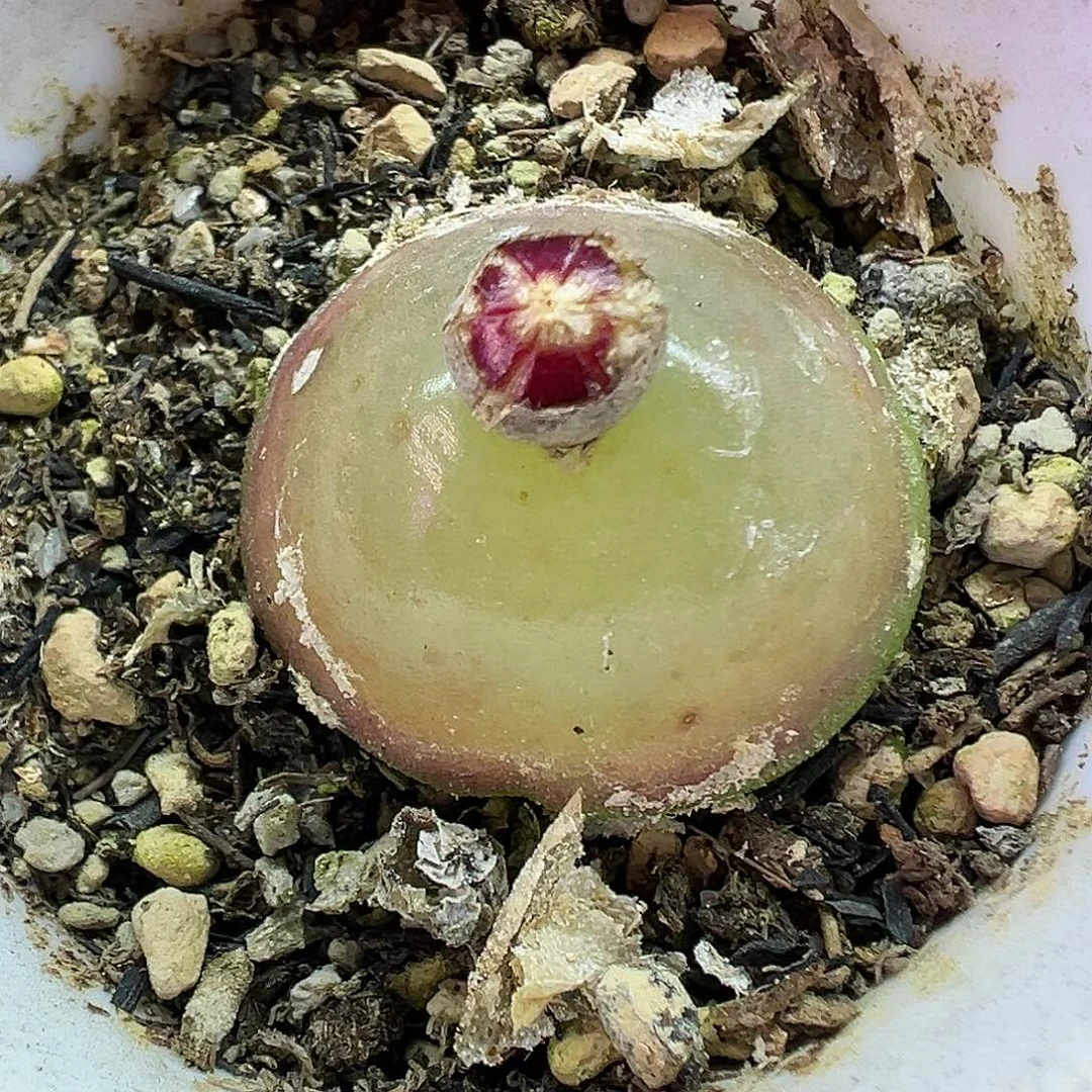 624灯泡带盆土发货