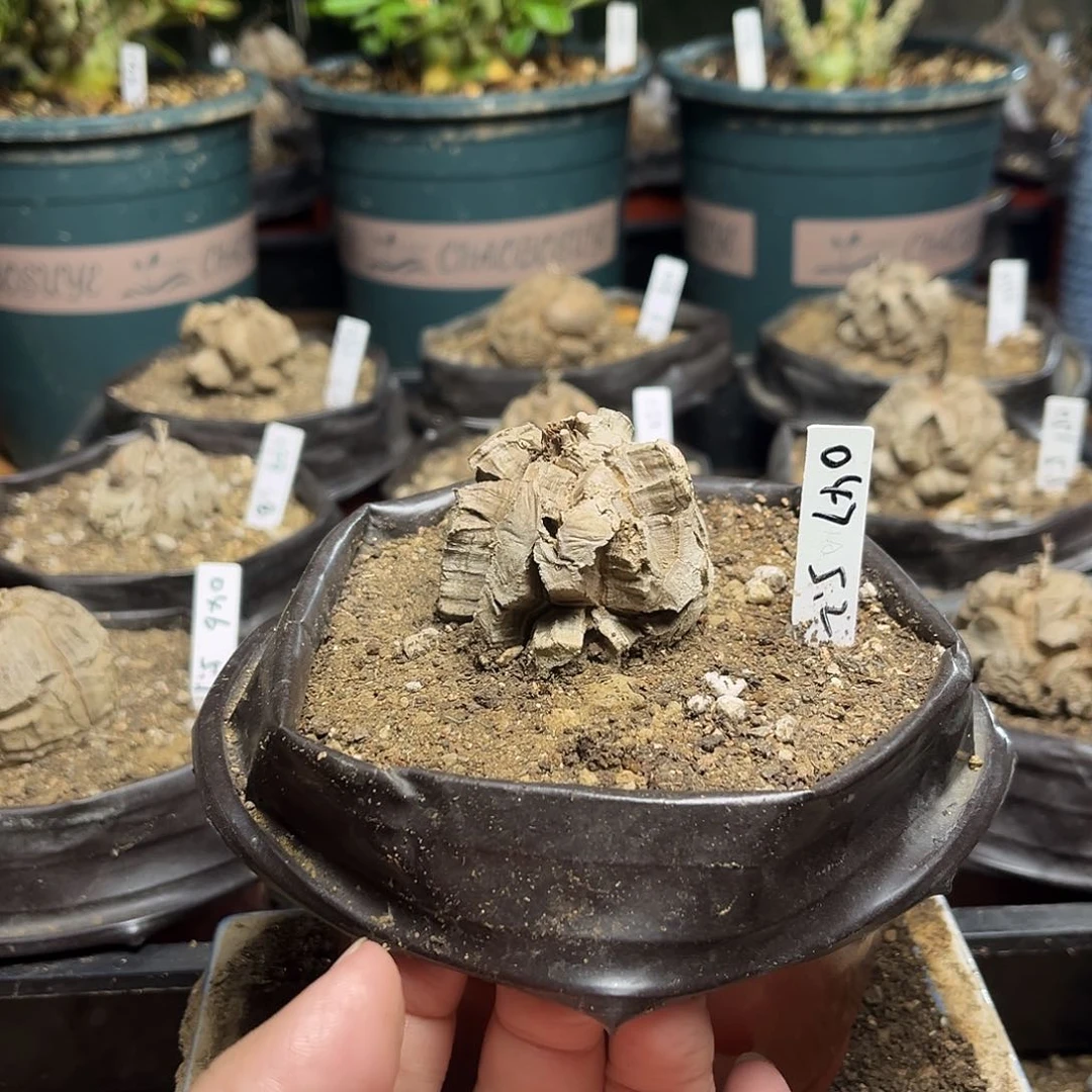 047南非块根龟甲龙