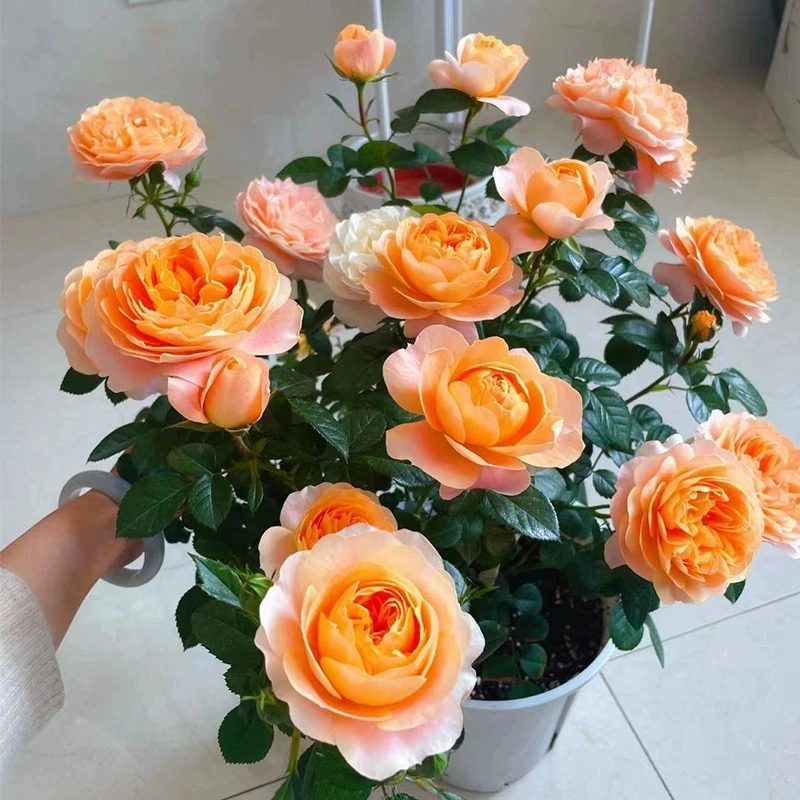 【果汁阳台月季花】盆栽带花苞一年四季开花蔷薇花卉易好养活花苗