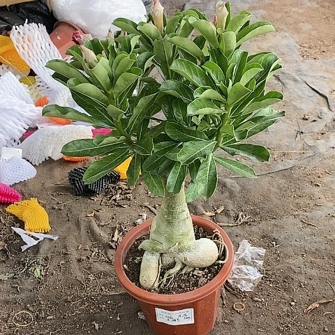【闪购商品】无花朵苏*