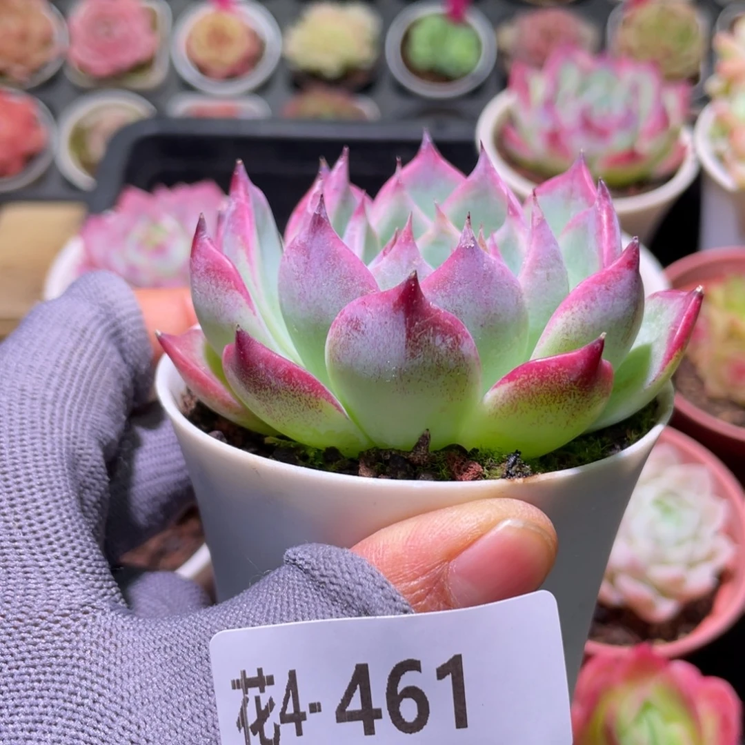 花利美4-461吉娃娃