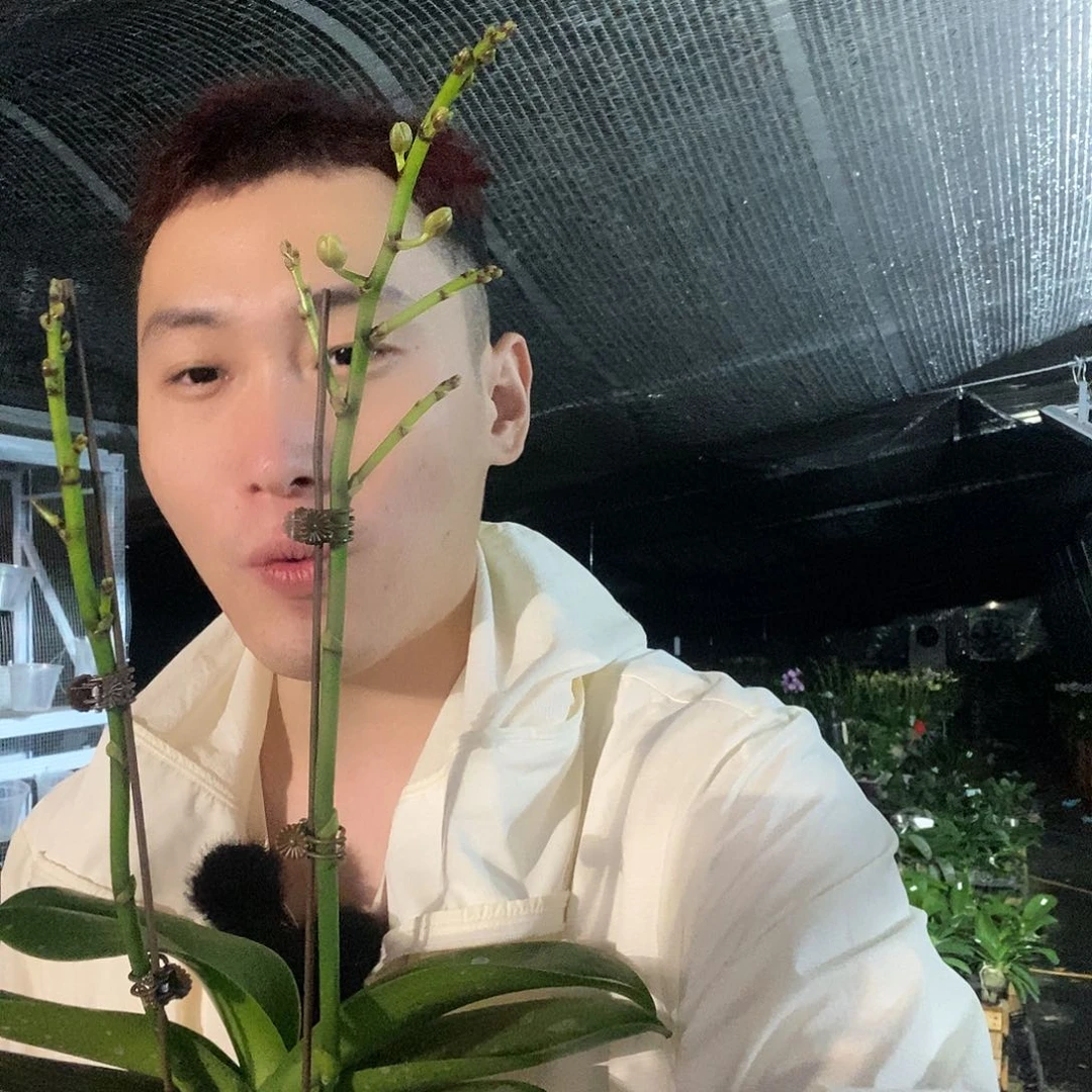 无花朵金蝶蝴蝶兰