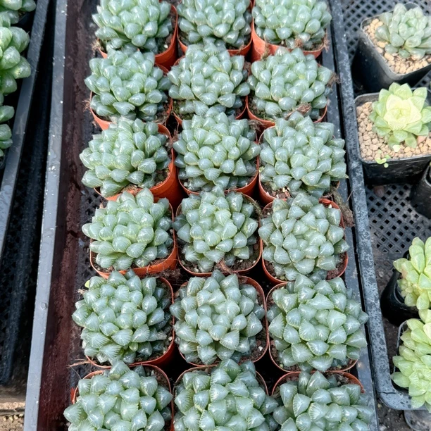 蓝镜母本多肉植物一颗