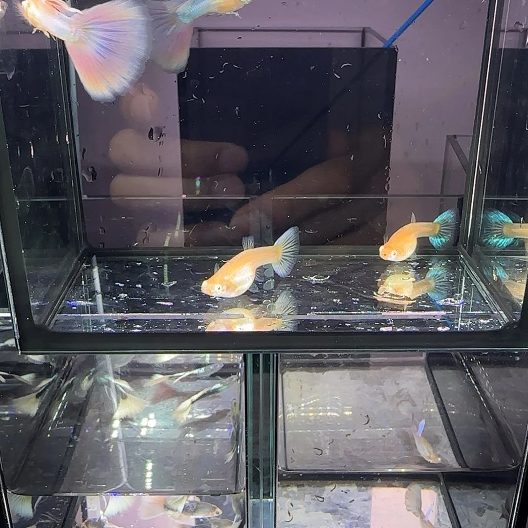 孔雀鱼天使彩虹两对，三个月