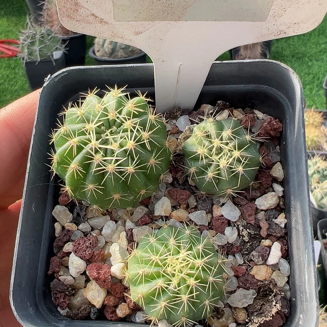 7412 清货39包邮非偏远