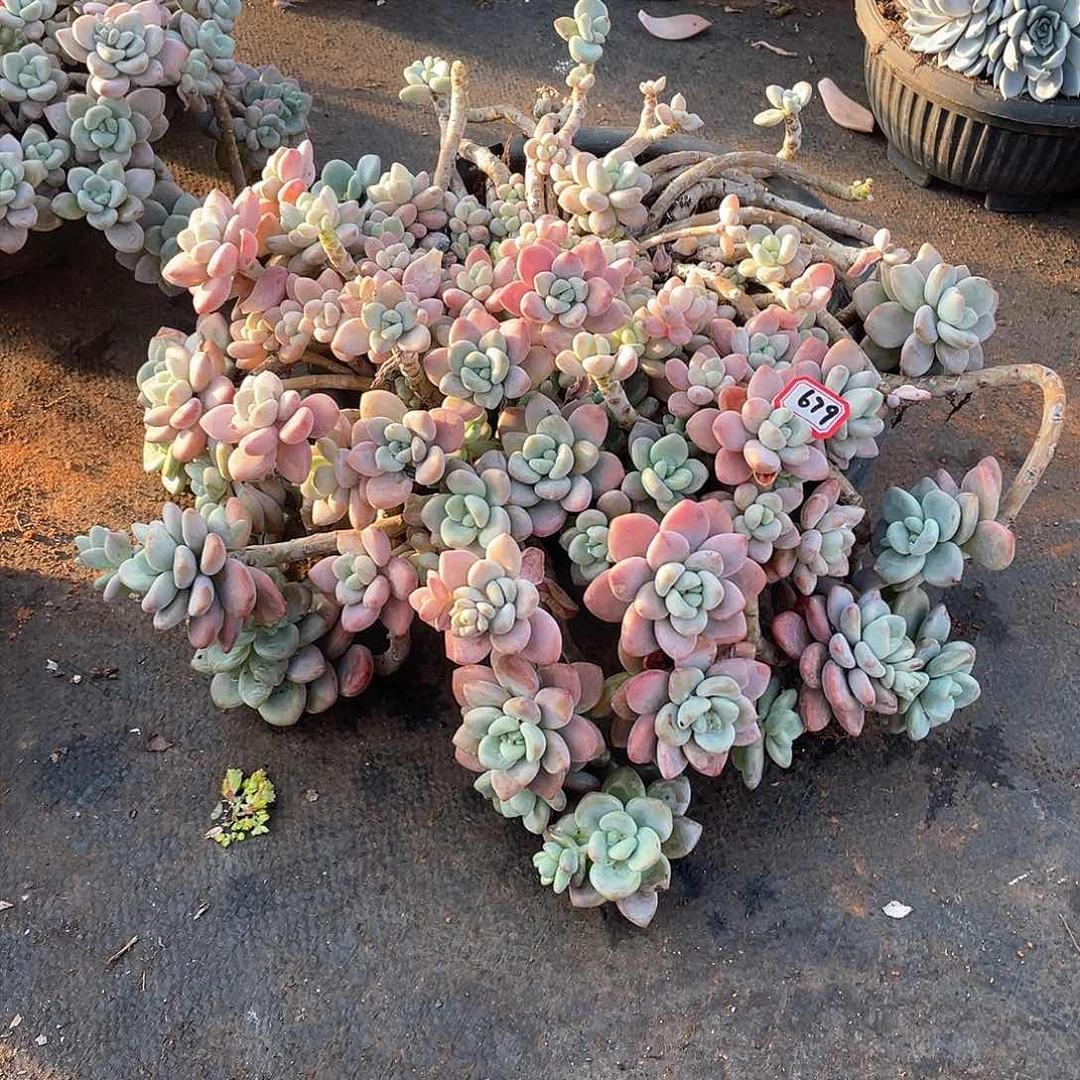 679洛神一物一拍多肉