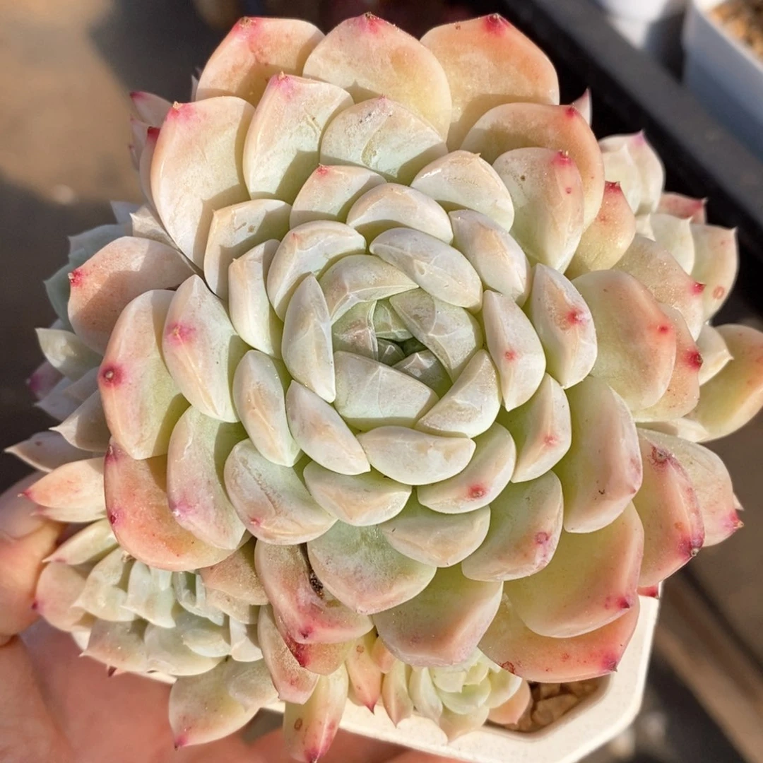 精品多肉一物一拍134