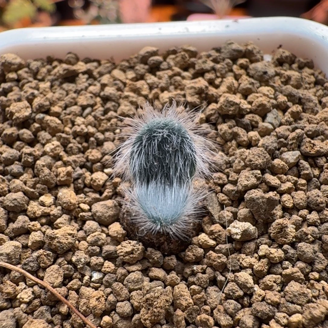 毛叶石蒜639 仙人掌