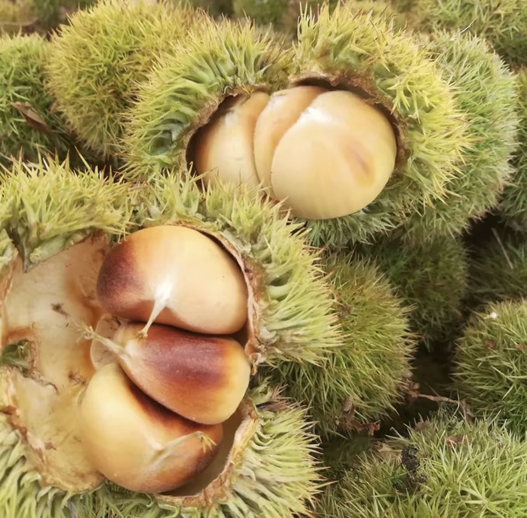 J云南新鲜板栗球白皮生板栗白壳毛栗子板栗刺球3斤/5斤