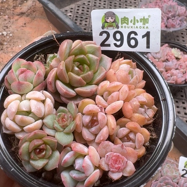 多肉植物多肉植物
