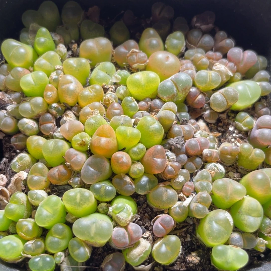 今晚大盆特价更新～32