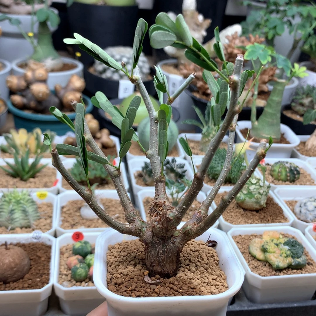 实生沙漠苏木带盆