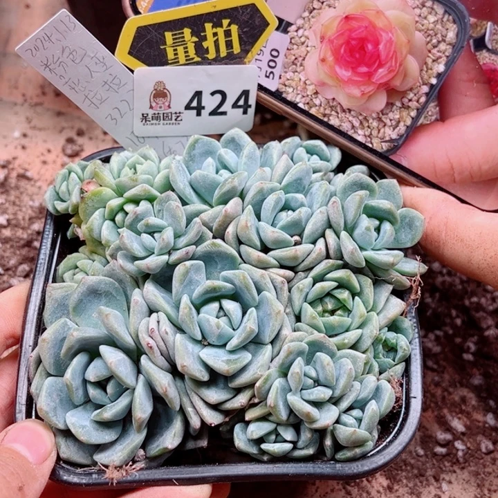 多肉植物多肉植物