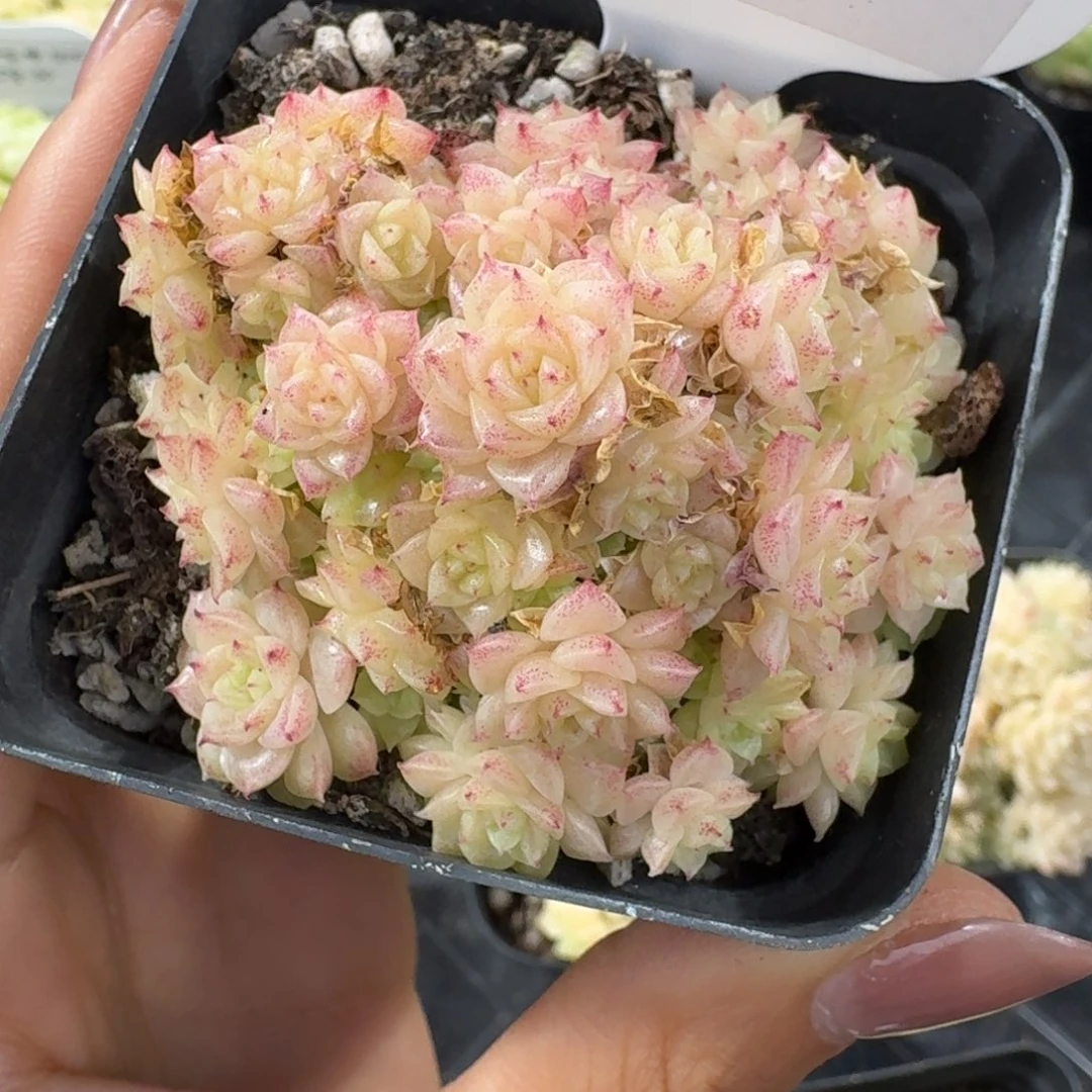 1219-51-米粒麦杆群生不包整