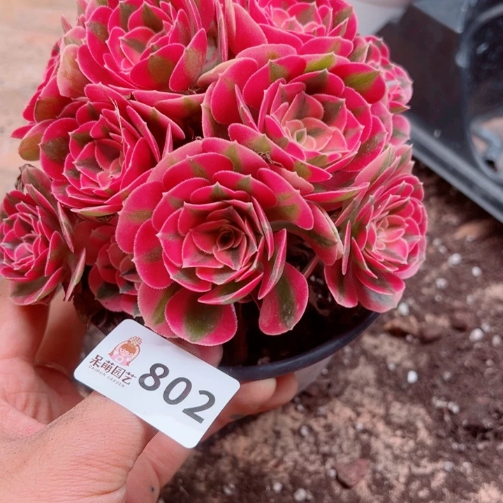 多肉植物多肉植物