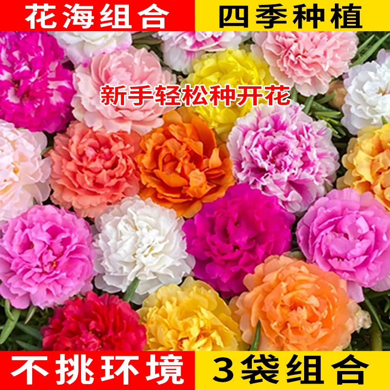 太阳花+百日草+波斯菊