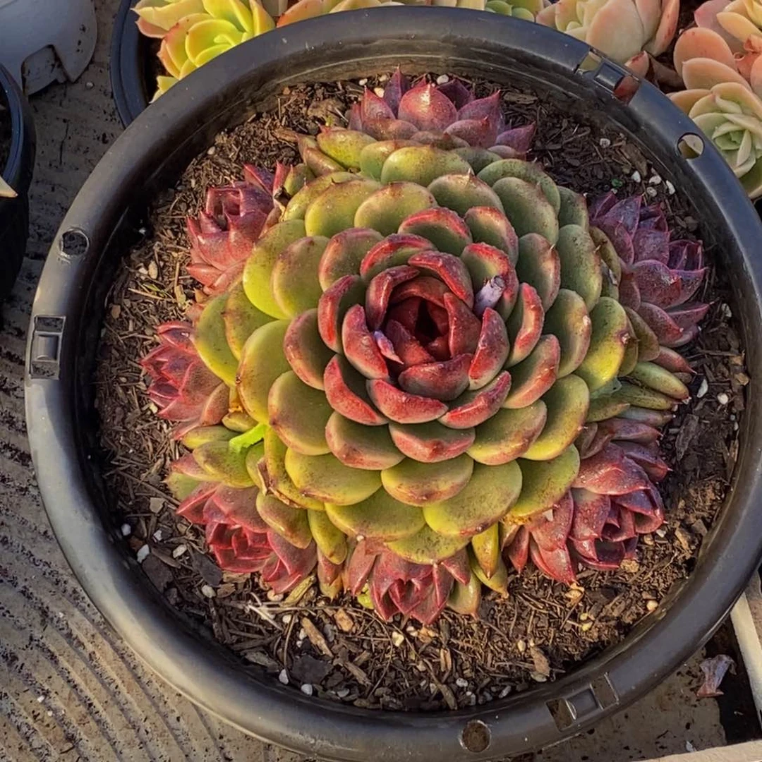 寻*48包邮一物一拍多肉