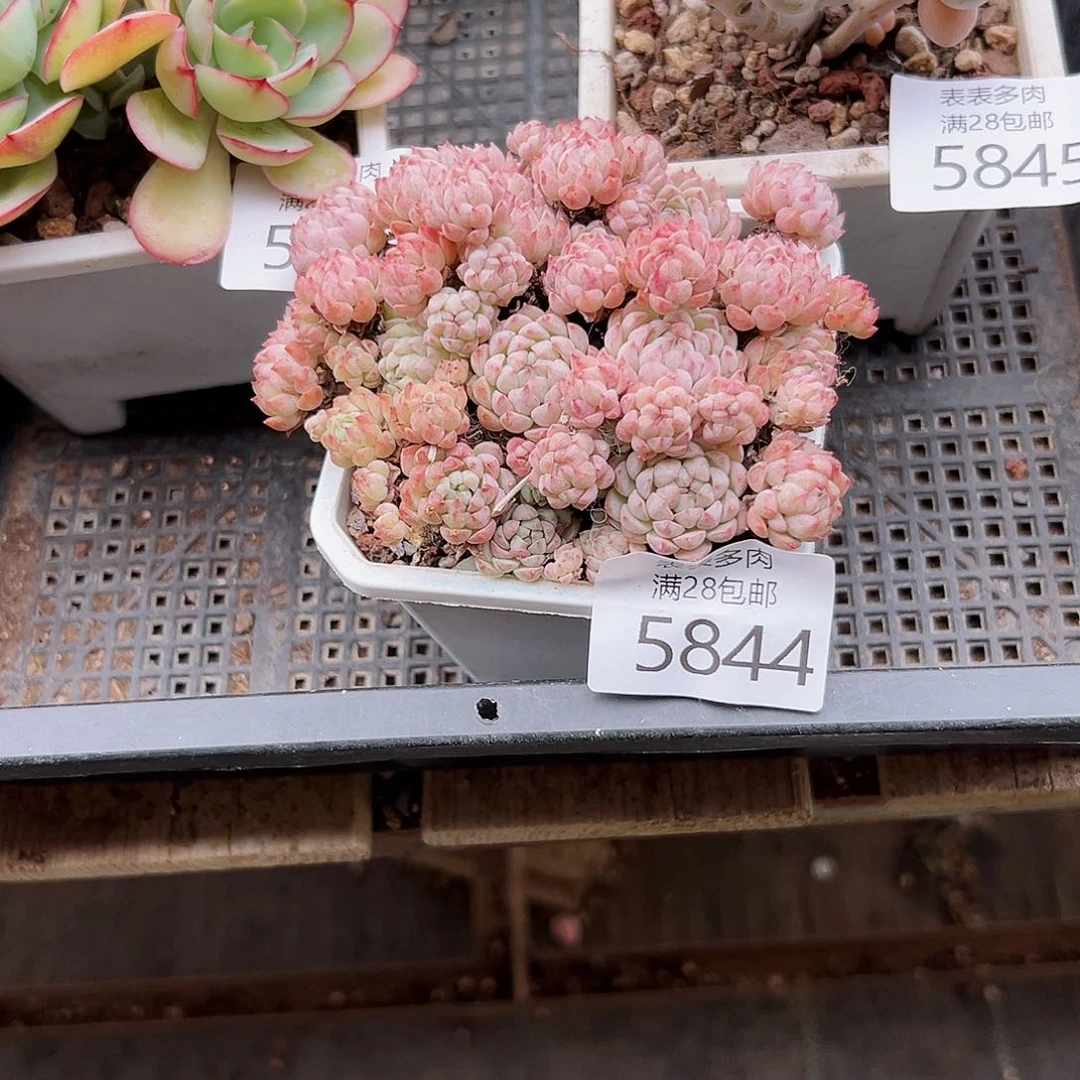 9号?***鹤我们的确是一5844