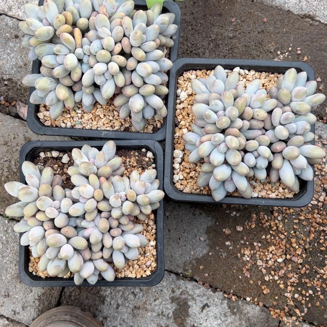 萌***肉汤圆3颗1111111111111