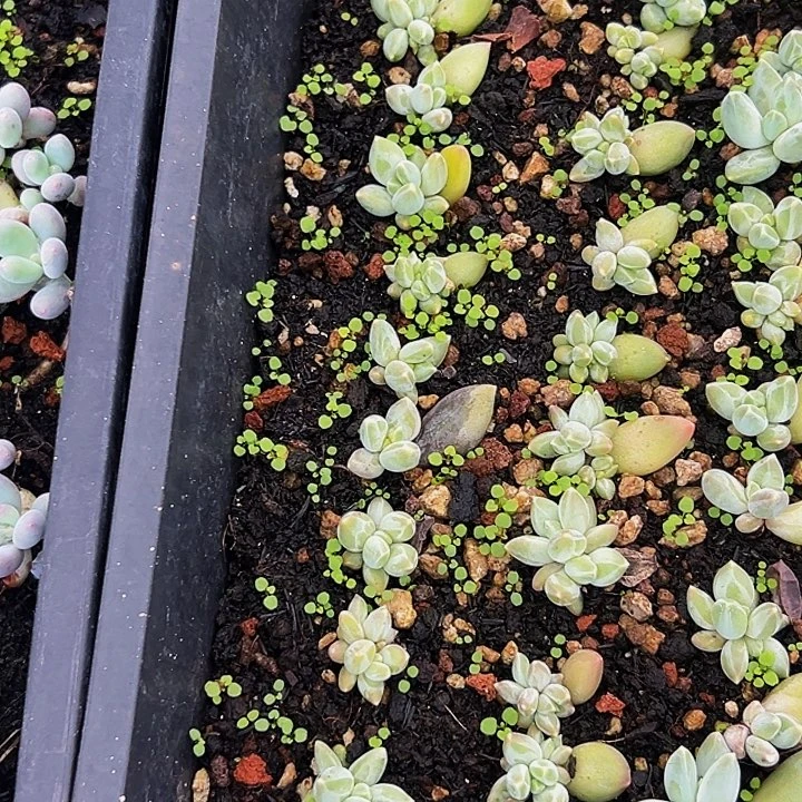 50颗美人系列多肉植物