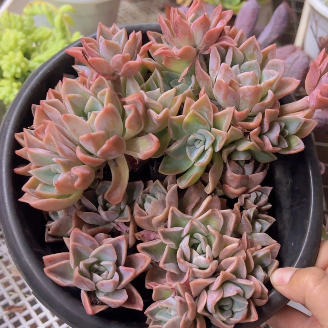 哈利沃森朵朵型两盆