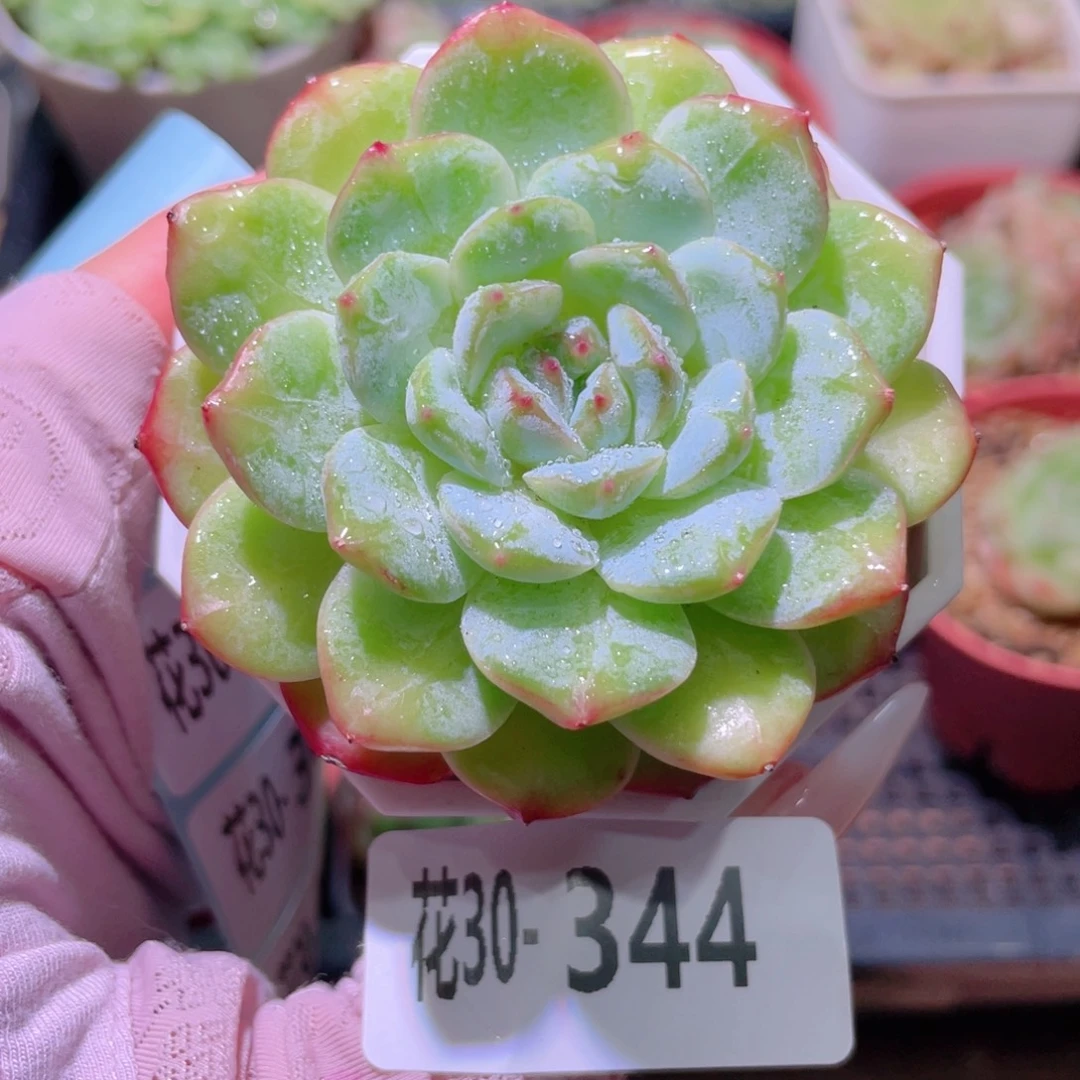 花利美30-344雪颜玉