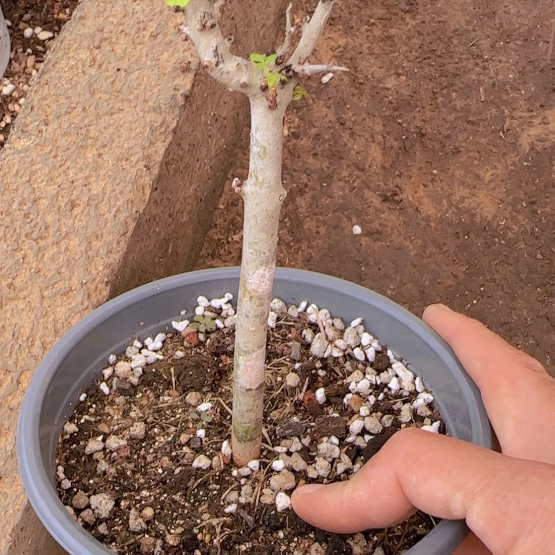 宝***艺块根植物块根植物