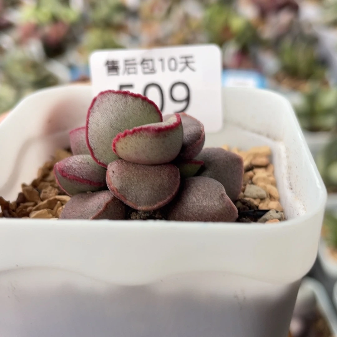温***静509。