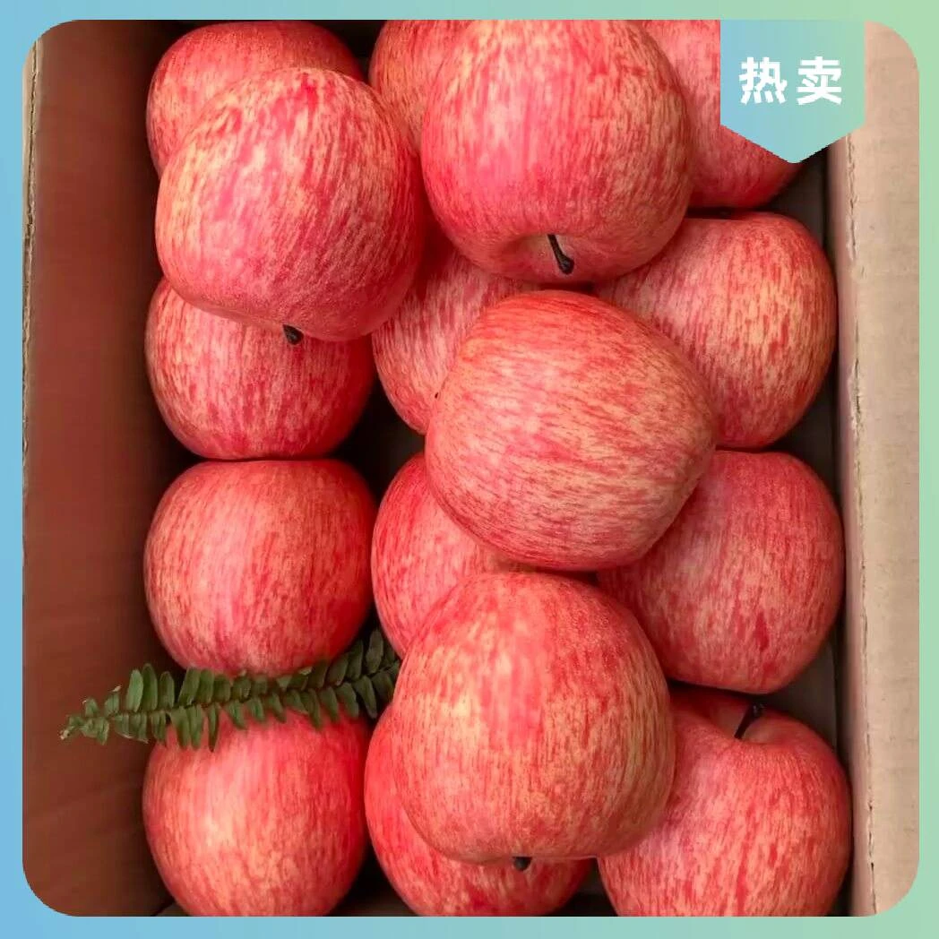 【产地现摘烟台红富士苹果】自然成熟脆甜多汁新鲜直达坏果包赔苹果