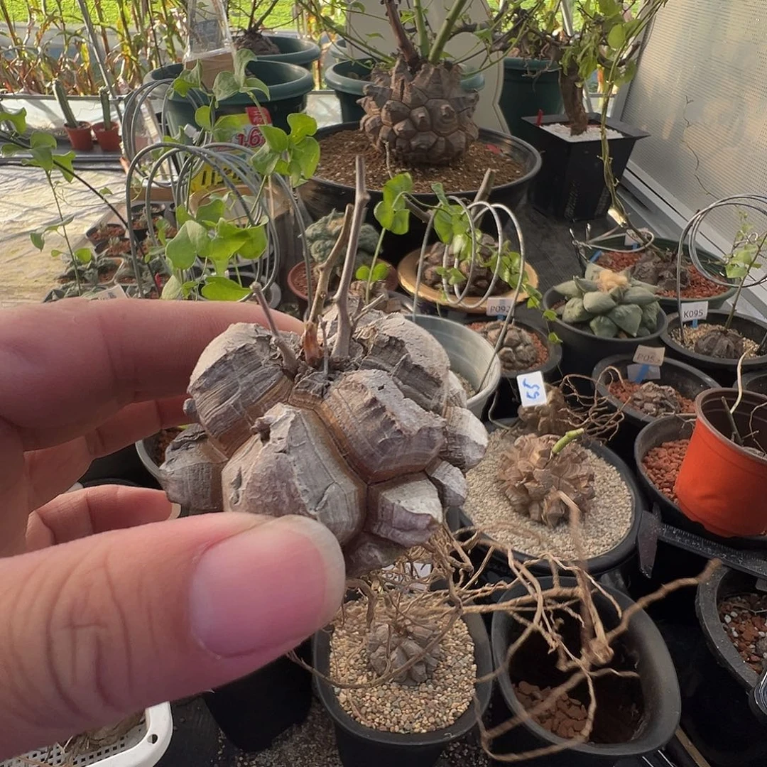 天***橘多肉植物专拍 一物一拍 南非龟甲龙000000