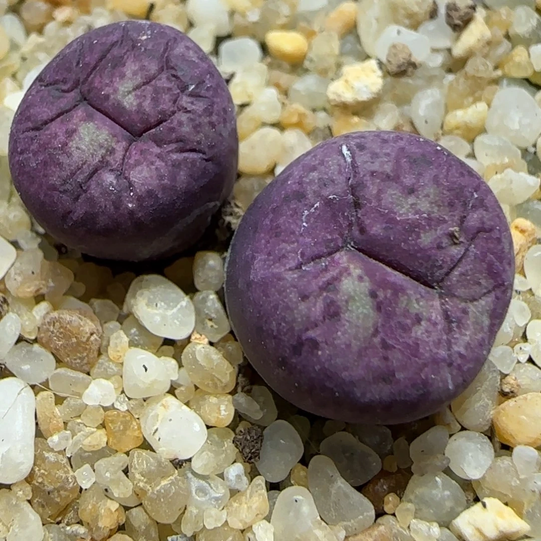 1.26多肉大型嘟嘟嘴一颗57号