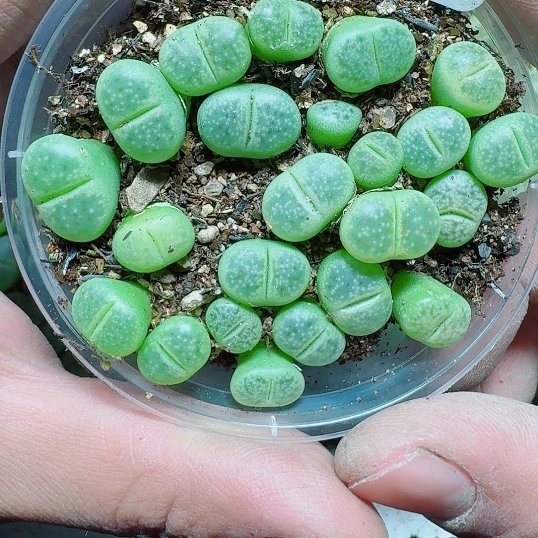 259 多肉植物多肉植物