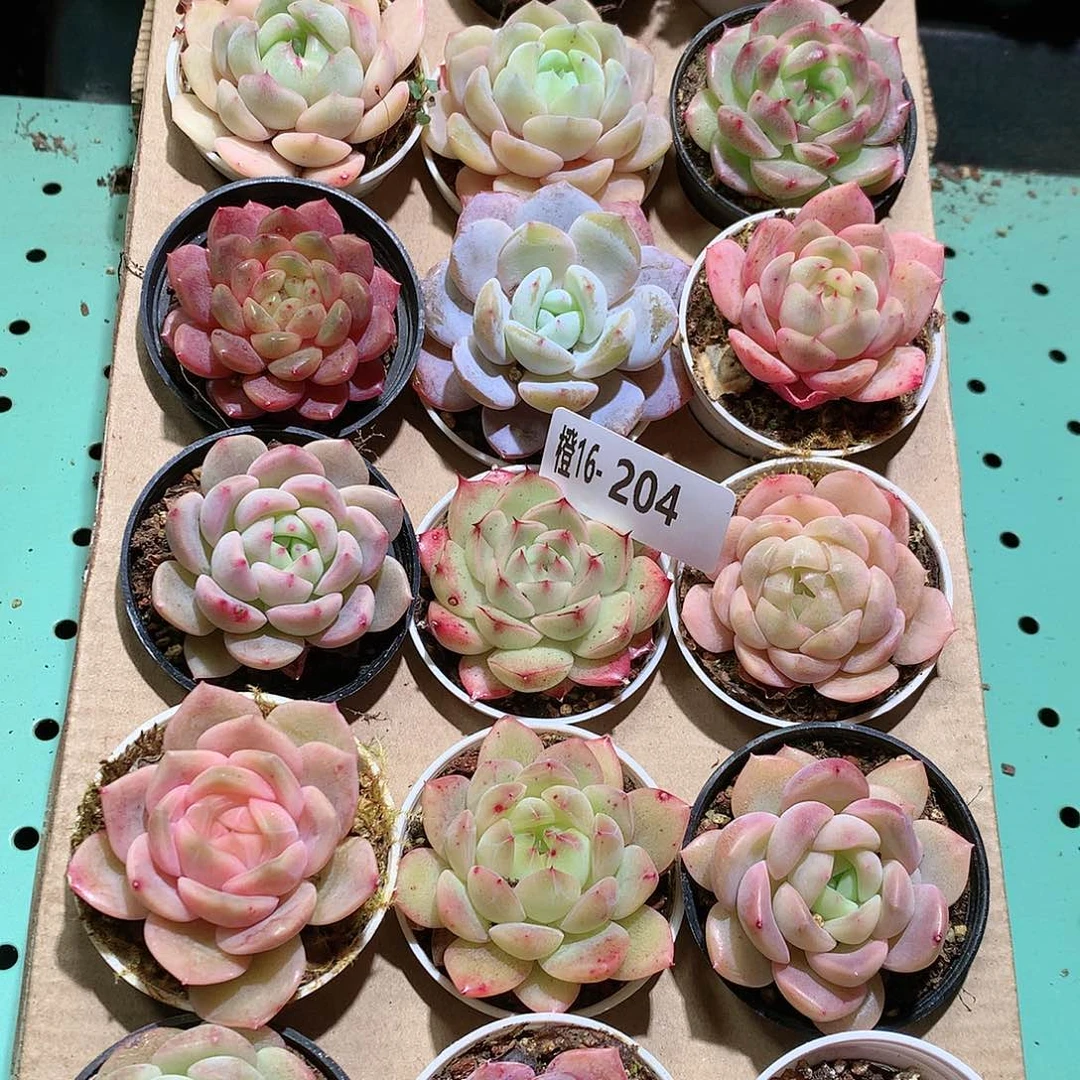 16-204一物一拍带盆18颗