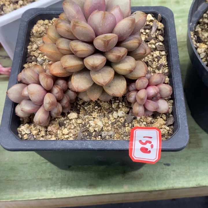 阳**好一物一拍葡萄多肉150