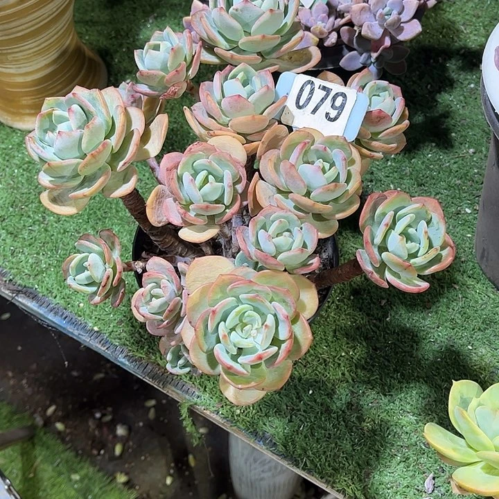 维*?白月光多肉植物保护079