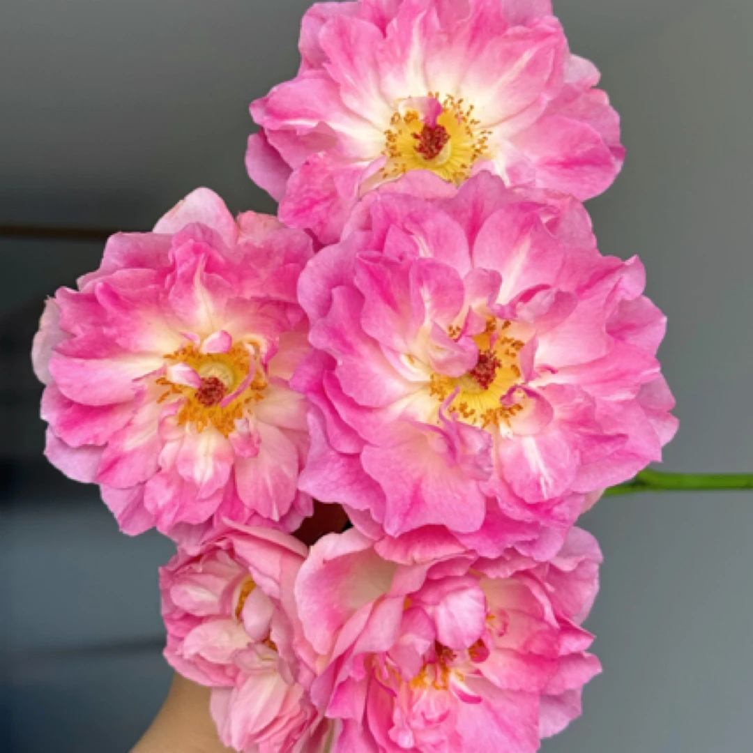 【粉韵凝香】玫瑰家用鲜花/花束  云南鲜花基地直发