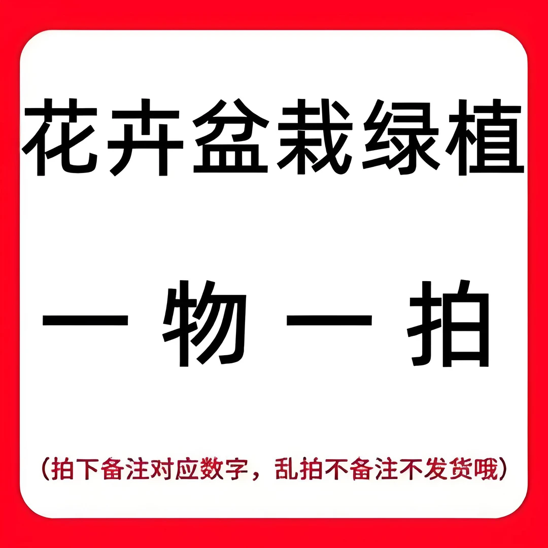 【一物一拍】三角梅盆栽原盆原土勤花四季开花