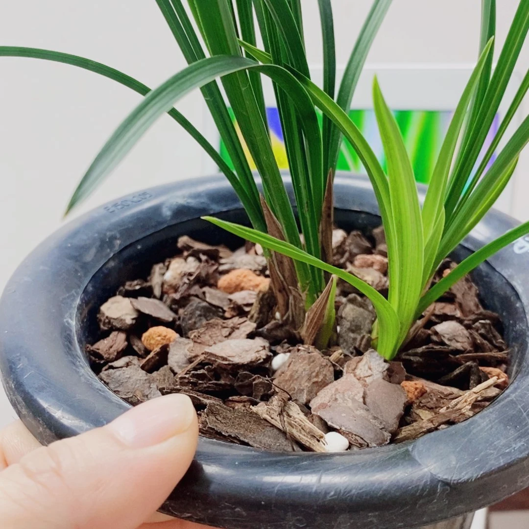 老***好当前无花栽培后可以开花