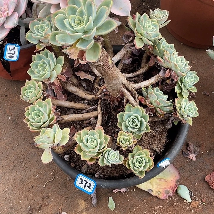 372哈密瓜 瑕疵 不售后