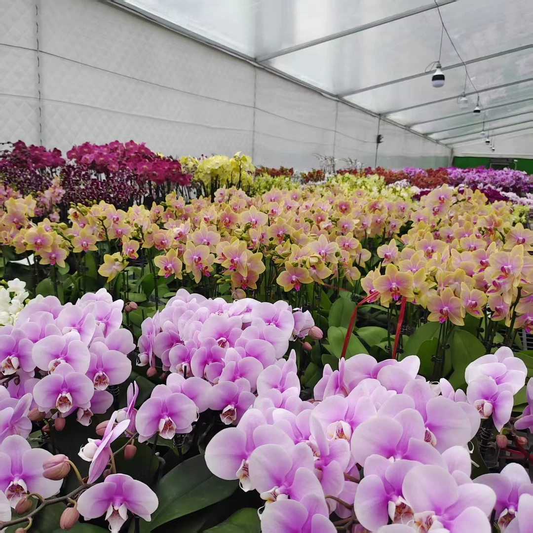 蝴蝶兰 【综合专用链接】 颜色各异 随机发