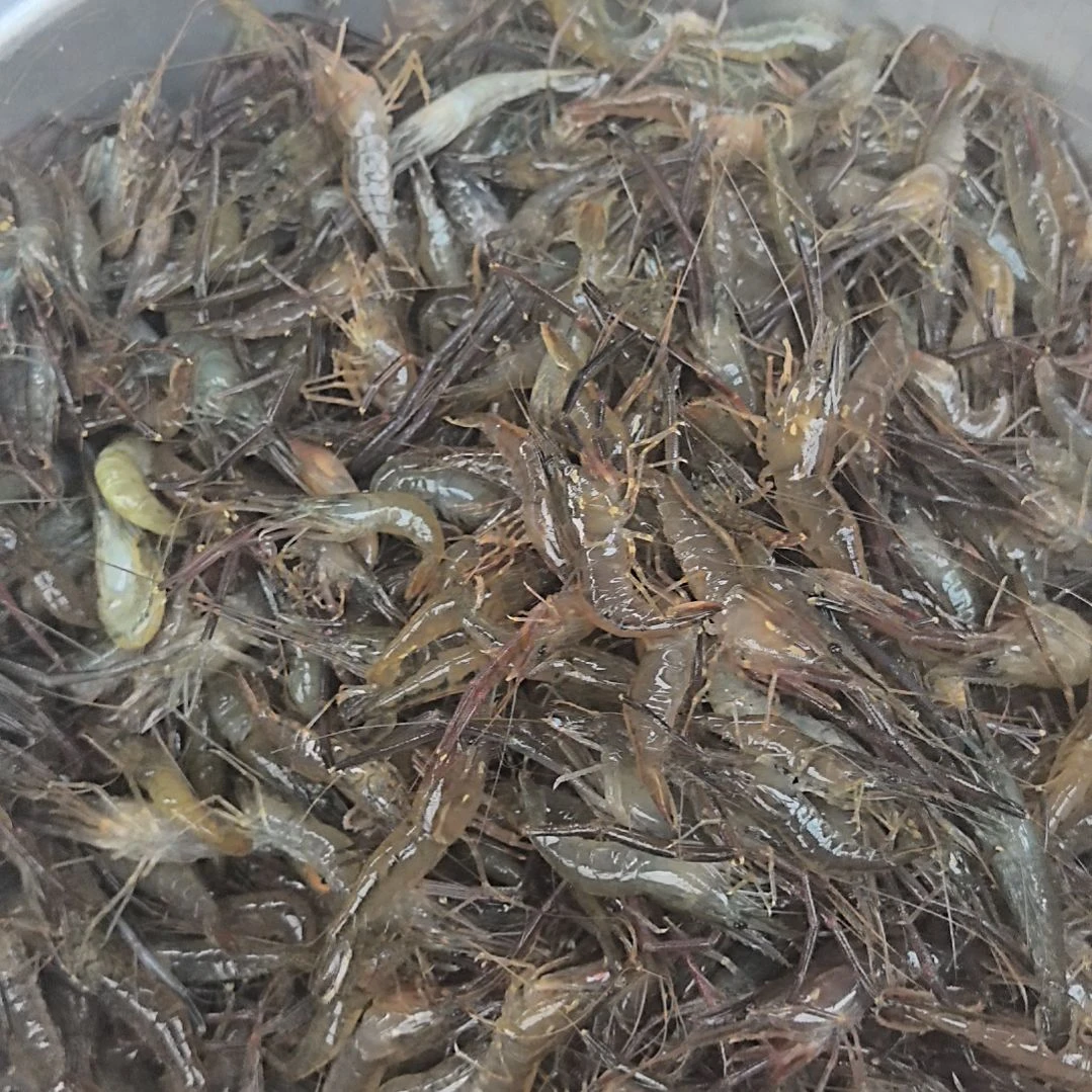 石台小李代购河虾
