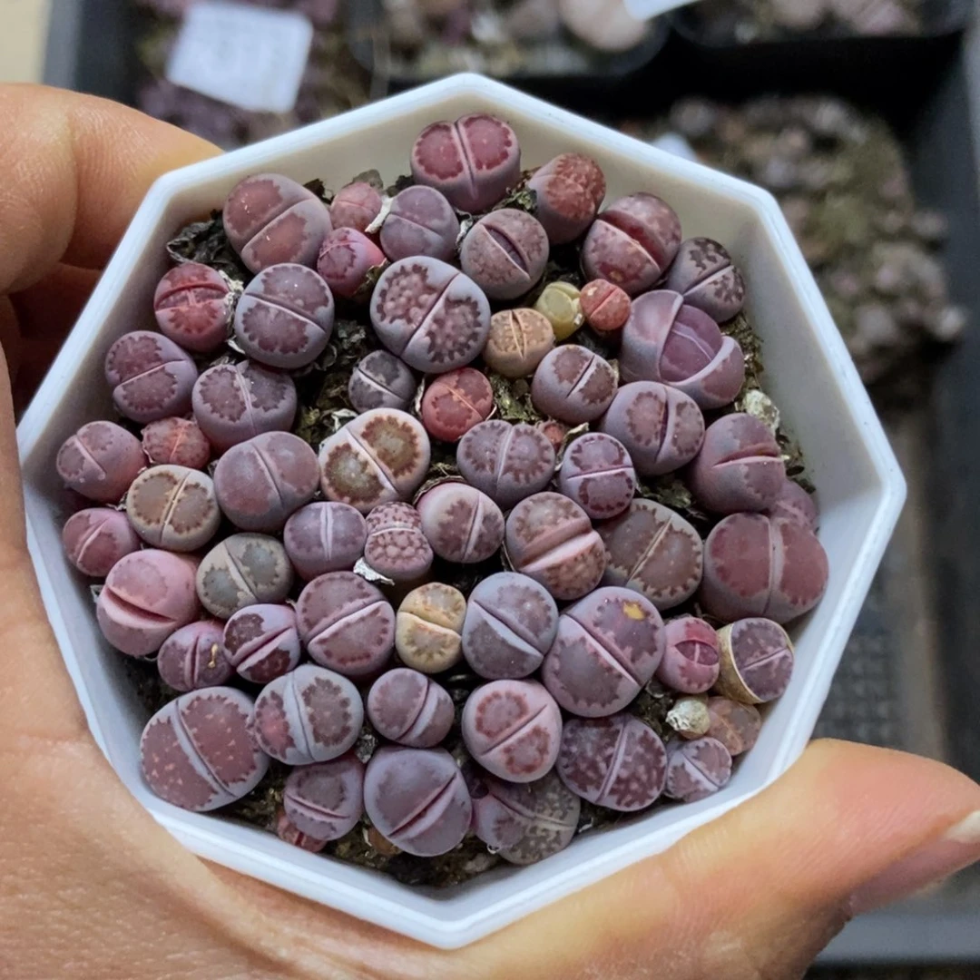 7818一盒紫混瑕疵