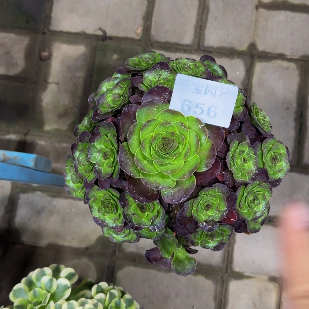 多肉植物656美金法师